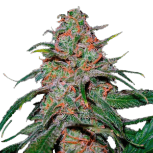 weed