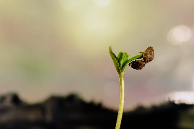 pexels-photo-5944813-1